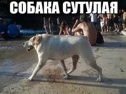 <strong>Что обозначает фраза собака сутулая? Кому эту фразу можно сказать? Кто такая собака сутулая? Кто придумал выражение собака сутулая??</strong>